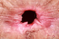 ATK hairy Sia Wood in young and hairy