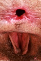 ATK hairy Sia Wood Set