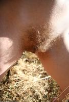 ATK hairy  in mature and hairy