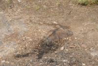 ATK hairy Vendula Set