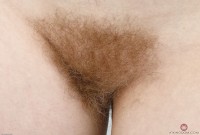 ATK hairy Vestacia JonQuil in mature and hairy