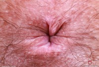 ATK hairy Violet Viper Set