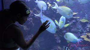 ATK Aunt Judys  in Virtual vacation